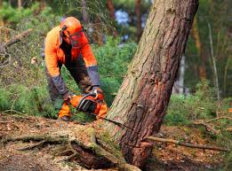 Best Commercial Tree Services  in Hurstbourne Acres, KY