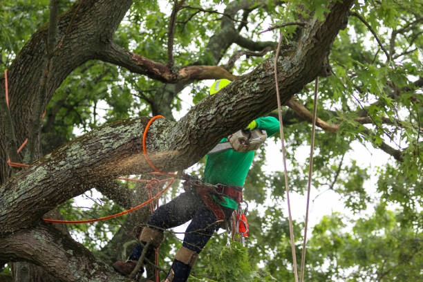 How Our Tree Care Process Works  in  Hurstbourne Acres, KY