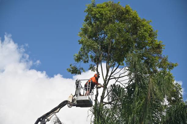 Trusted Hurstbourne Acres, KY Tree Services Experts