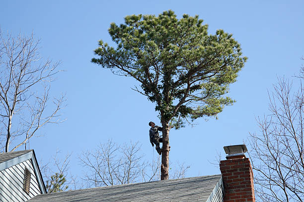 Best Tree Maintenance Programs  in Hurstbourne Acres, KY