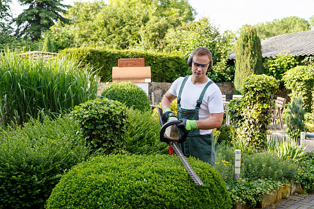 Best Tree Removal  in Hurstbourne Acres, KY